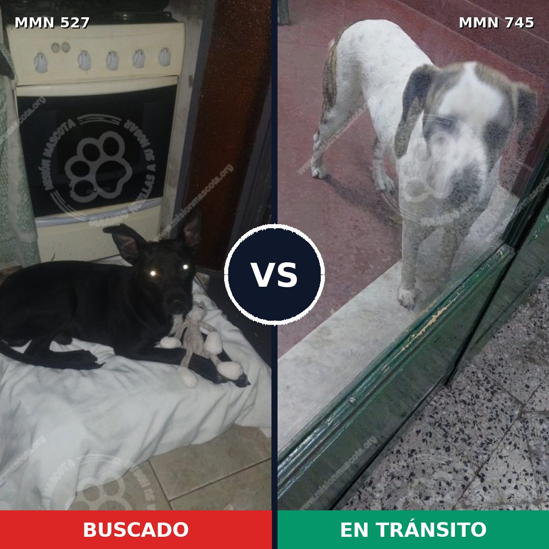 Comparativa MMS 11739: mascota perdida y mascota encontrada, 67% de similitud