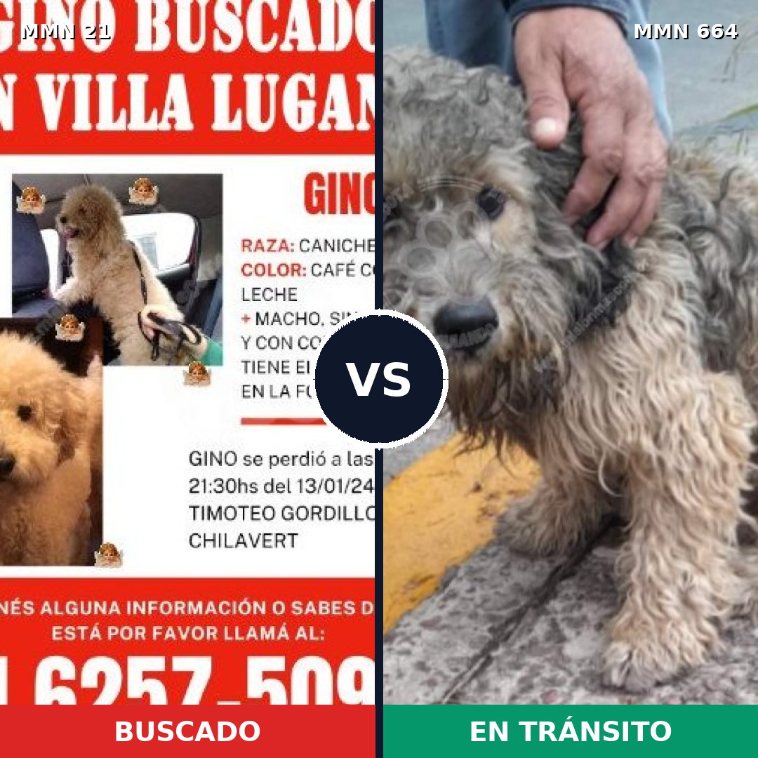 Comparativa MMS 1174: mascota perdida y mascota encontrada, 33% de similitud