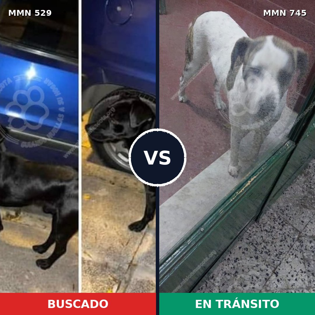 Comparativa MMS 11740: mascota perdida y mascota encontrada, 56% de similitud