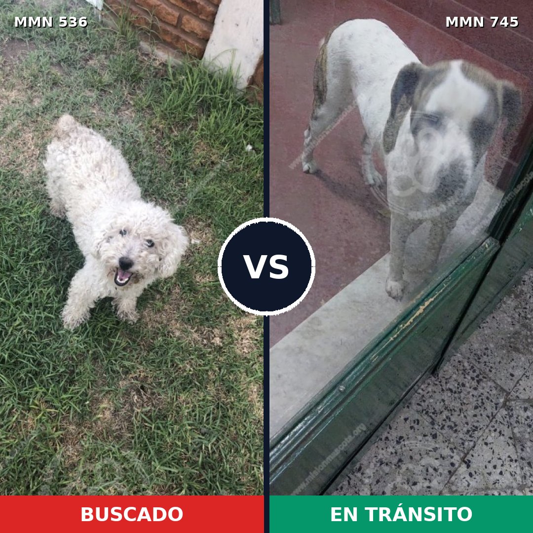 Comparativa MMS 11743: mascota perdida y mascota encontrada, 35% de similitud