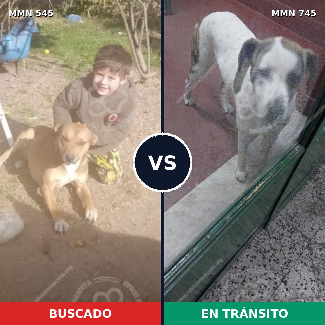 Comparativa MMS 11746: mascota perdida y mascota encontrada, 49% de similitud