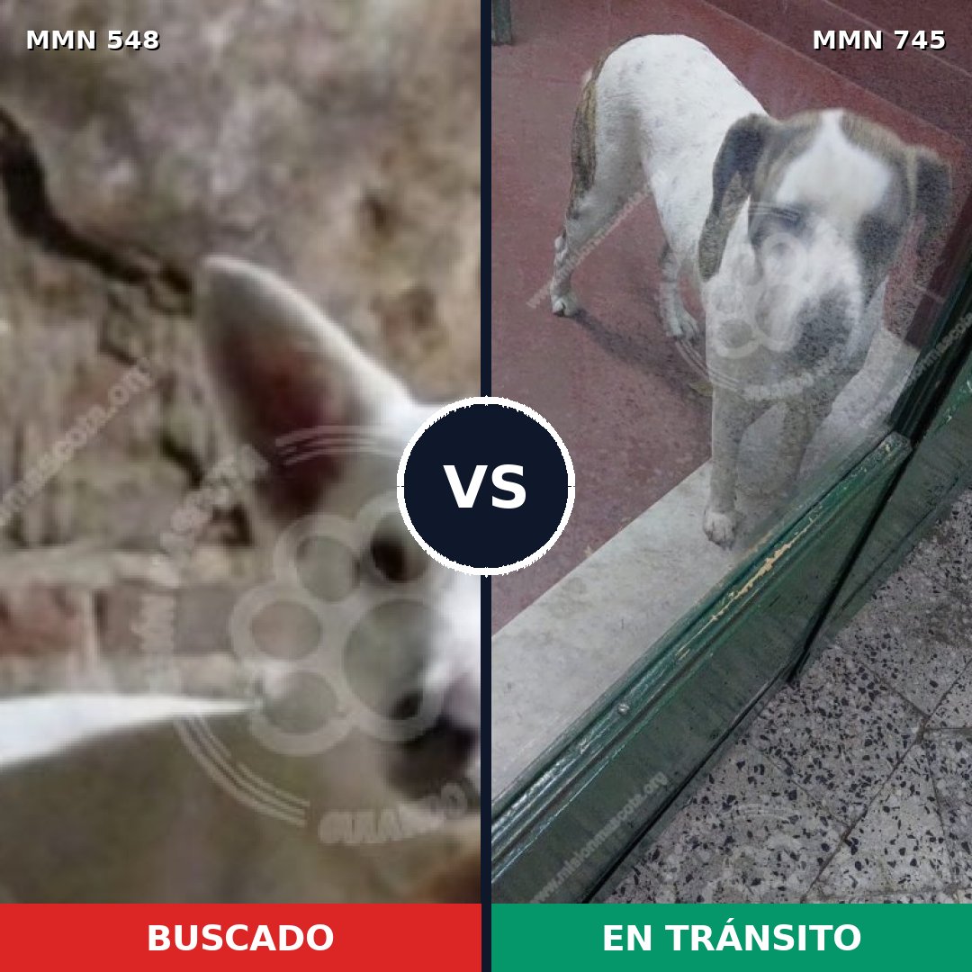 Comparativa MMS 11747: mascota perdida y mascota encontrada, 45% de similitud