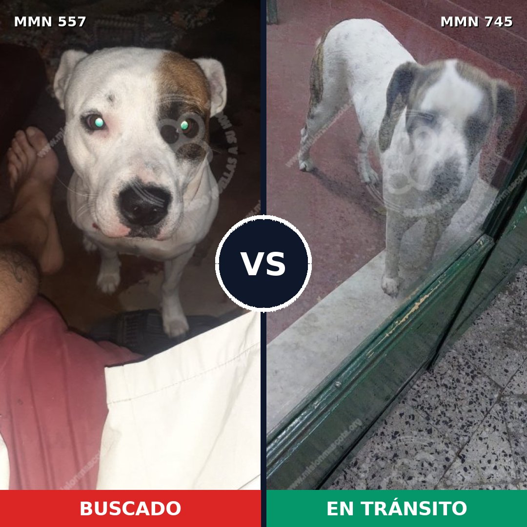 Comparativa MMS 11748: mascota perdida y mascota encontrada, 50% de similitud