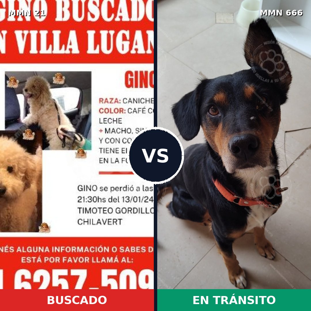 Comparativa MMS 1175: mascota perdida y mascota encontrada, 34% de similitud