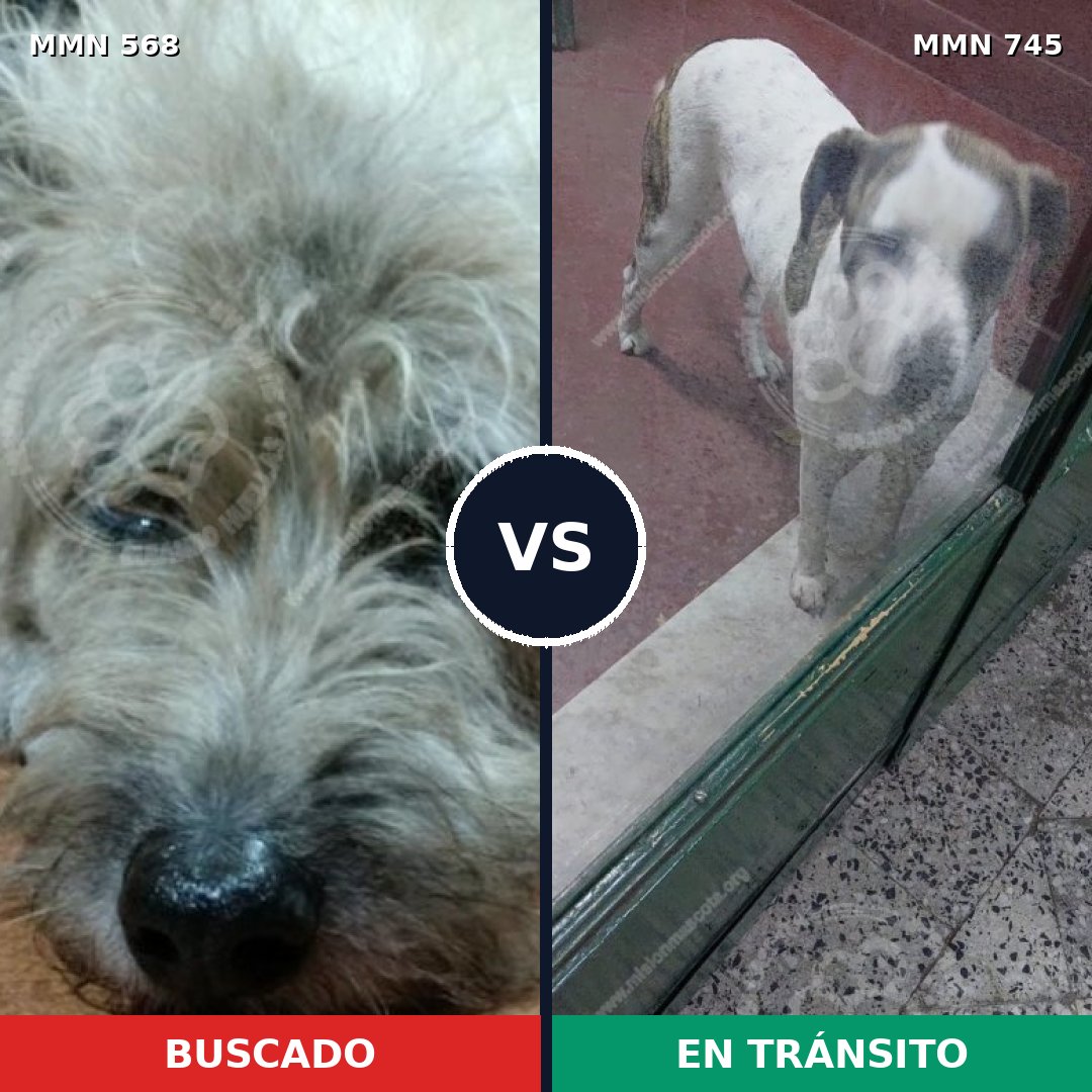 Comparativa MMS 11750: mascota perdida y mascota encontrada, 46% de similitud