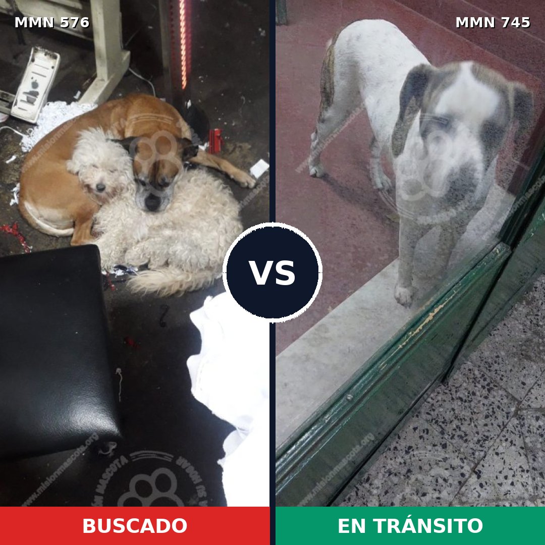 Comparativa MMS 11754: mascota perdida y mascota encontrada, 55% de similitud
