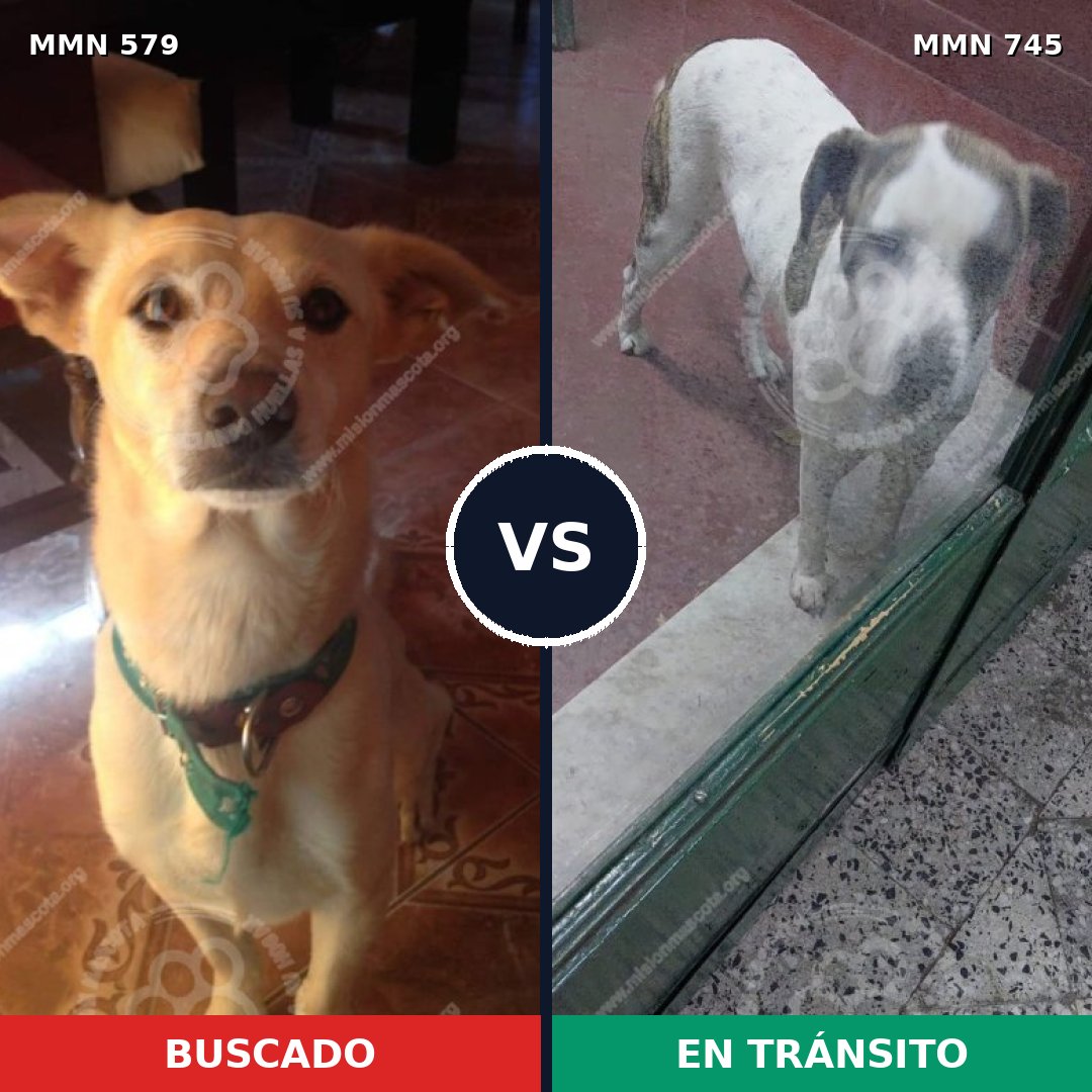 Comparativa MMS 11755: mascota perdida y mascota encontrada, 54% de similitud