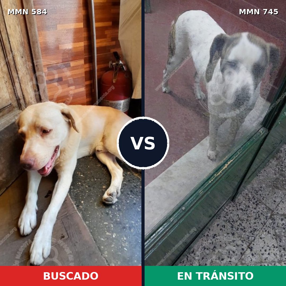 Comparativa MMS 11756: mascota perdida y mascota encontrada, 62% de similitud