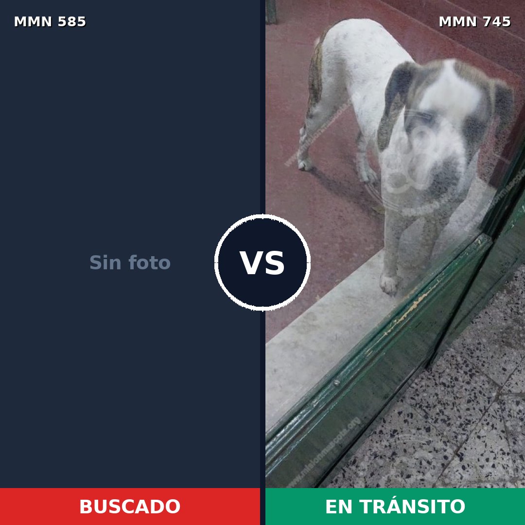 Comparativa MMS 11757: mascota perdida y mascota encontrada, 33% de similitud