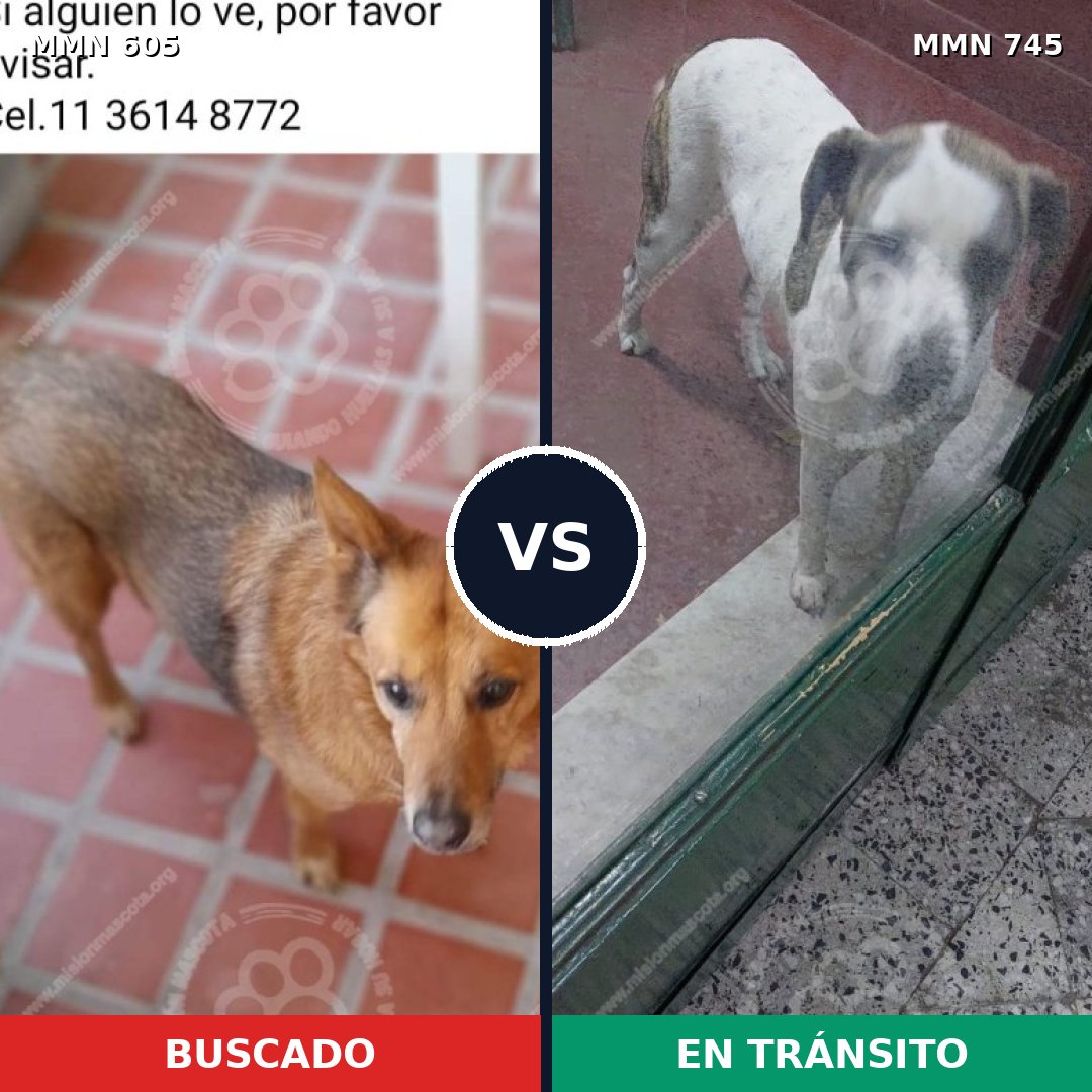 Comparativa MMS 11758: mascota perdida y mascota encontrada, 37% de similitud