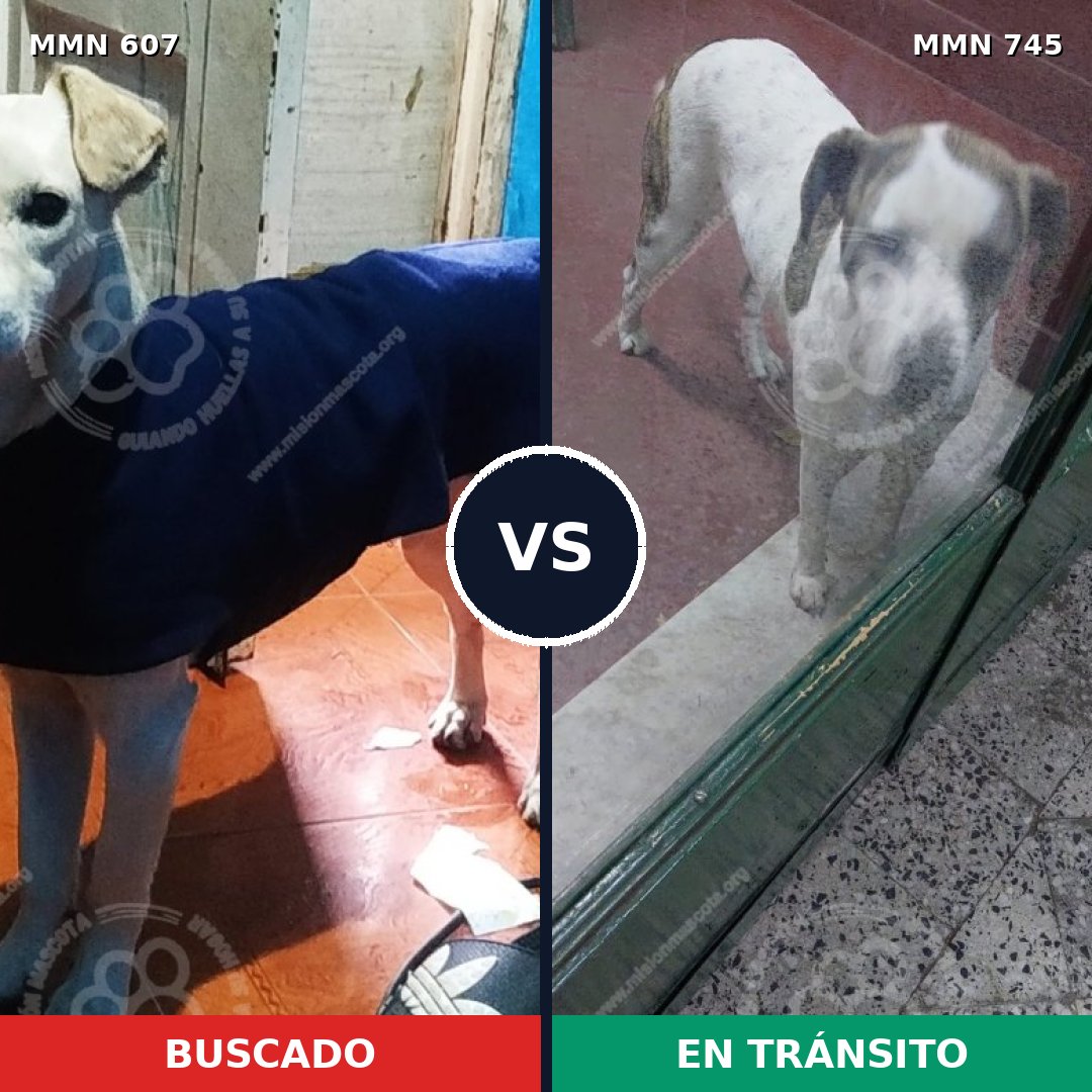 Comparativa MMS 11759: mascota perdida y mascota encontrada, 52% de similitud