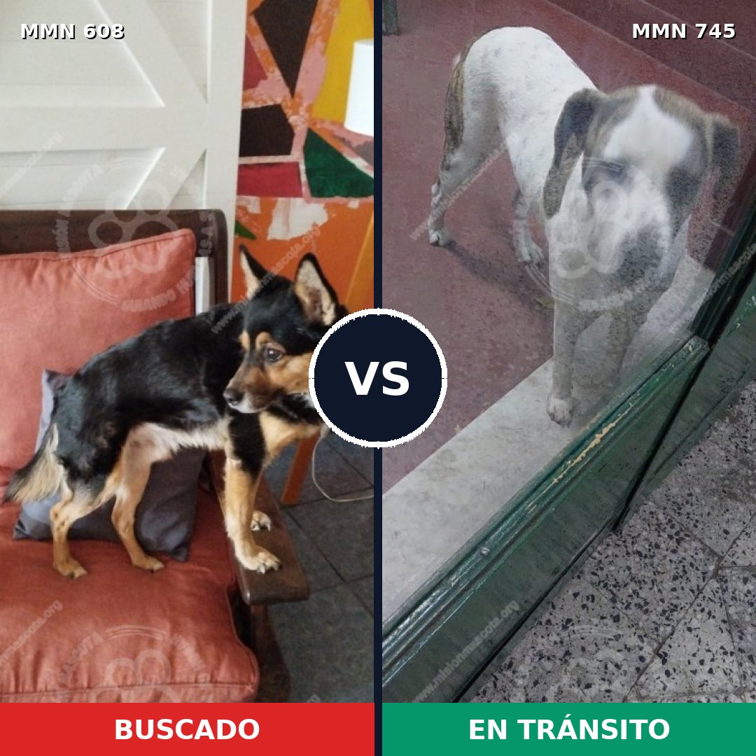Comparativa MMS 11760: mascota perdida y mascota encontrada, 49% de similitud