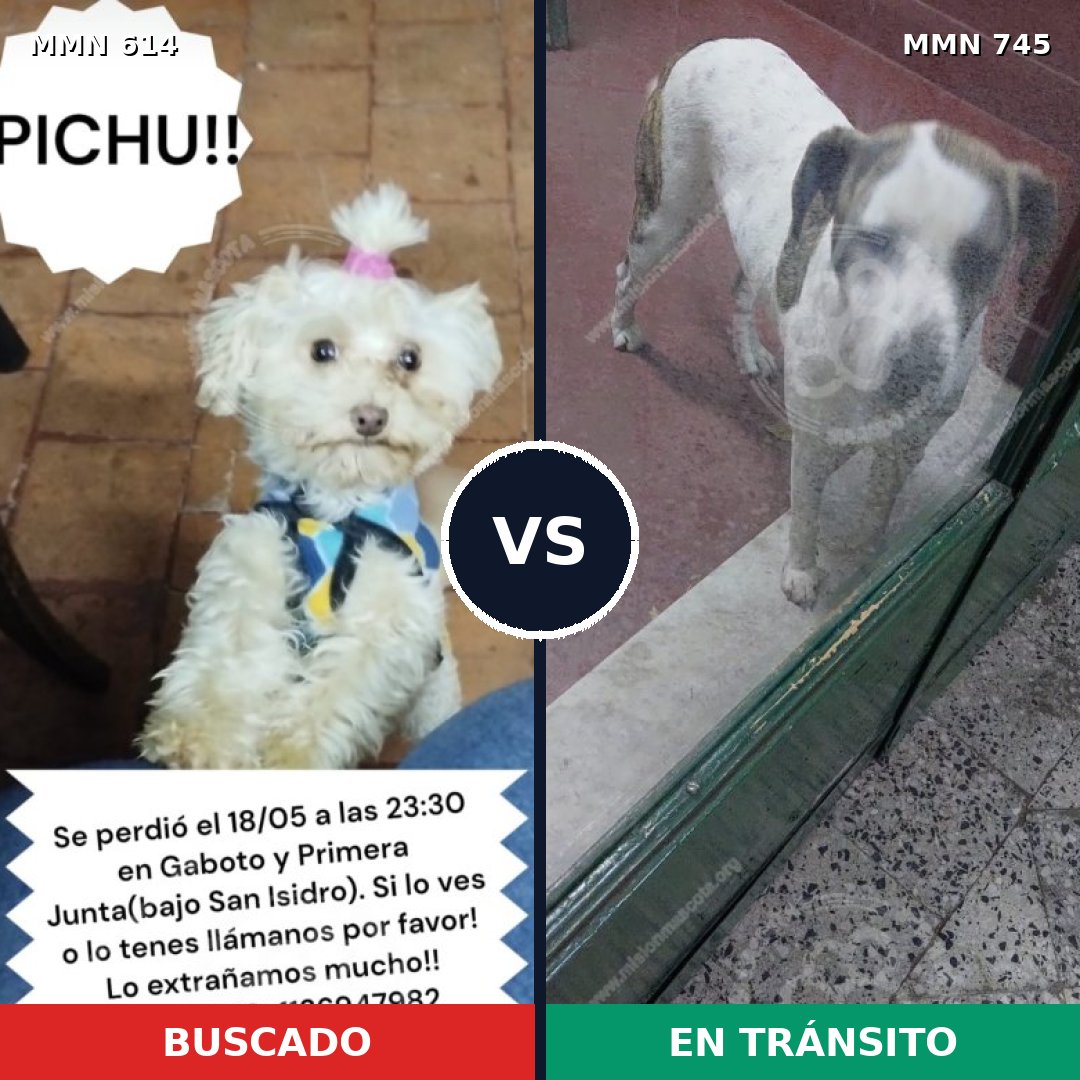 Comparativa MMS 11762: mascota perdida y mascota encontrada, 30% de similitud