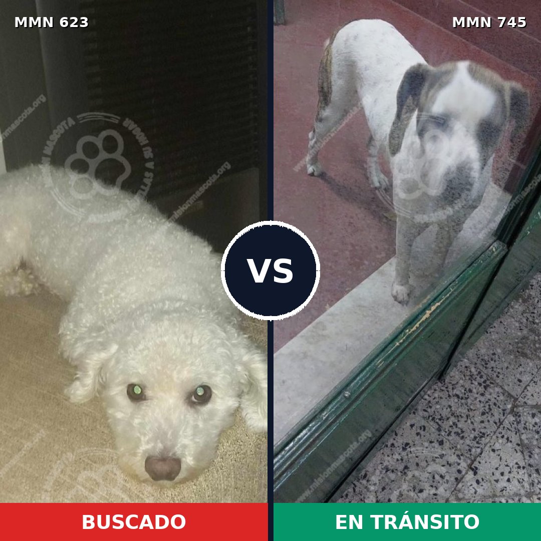 Comparativa MMS 11763: mascota perdida y mascota encontrada, 25% de similitud