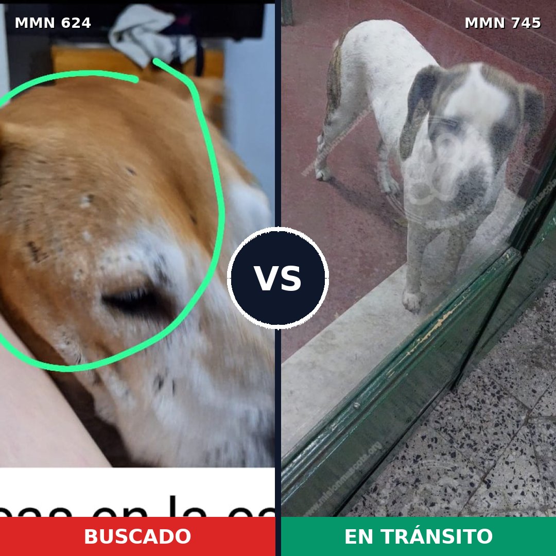 Comparativa MMS 11764: mascota perdida y mascota encontrada, 39% de similitud