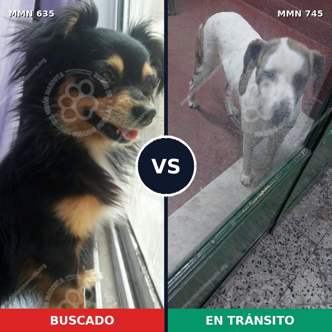 Comparativa MMS 11765: mascota perdida y mascota encontrada, 26% de similitud