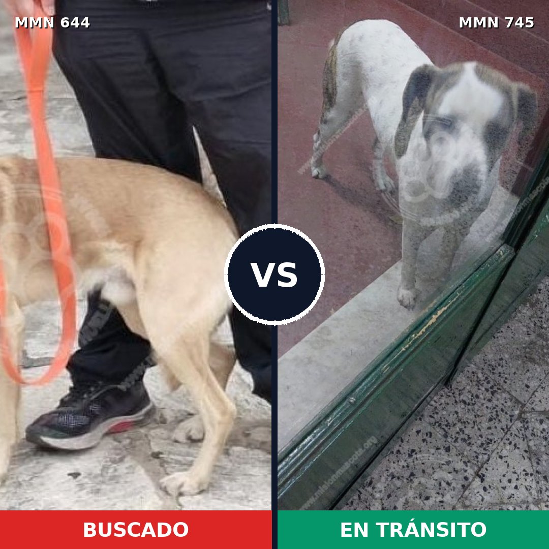 Comparativa MMS 11766: mascota perdida y mascota encontrada, 46% de similitud