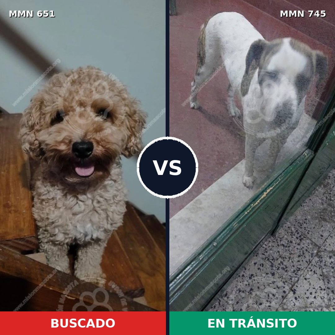 Comparativa MMS 11767: mascota perdida y mascota encontrada, 28% de similitud