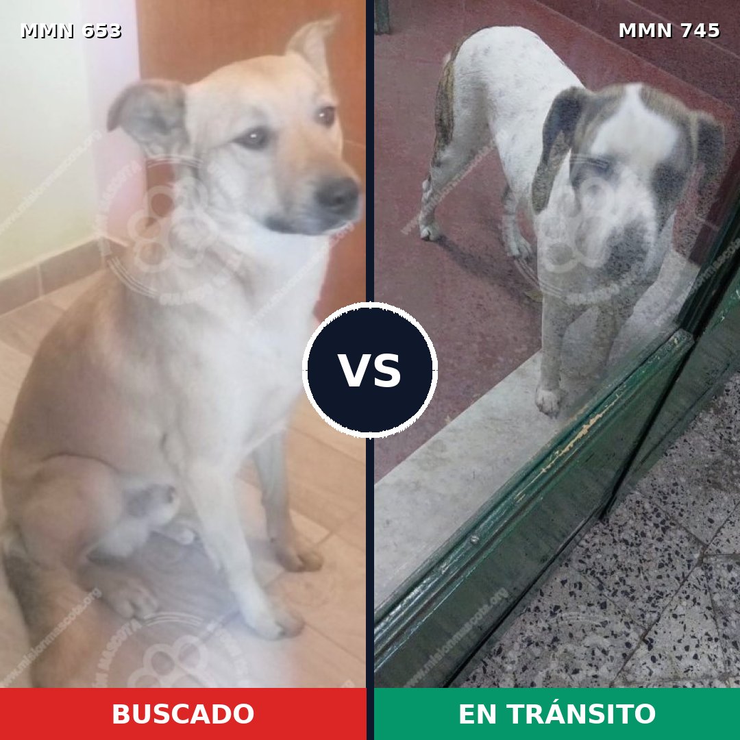 Comparativa MMS 11768: mascota perdida y mascota encontrada, 52% de similitud