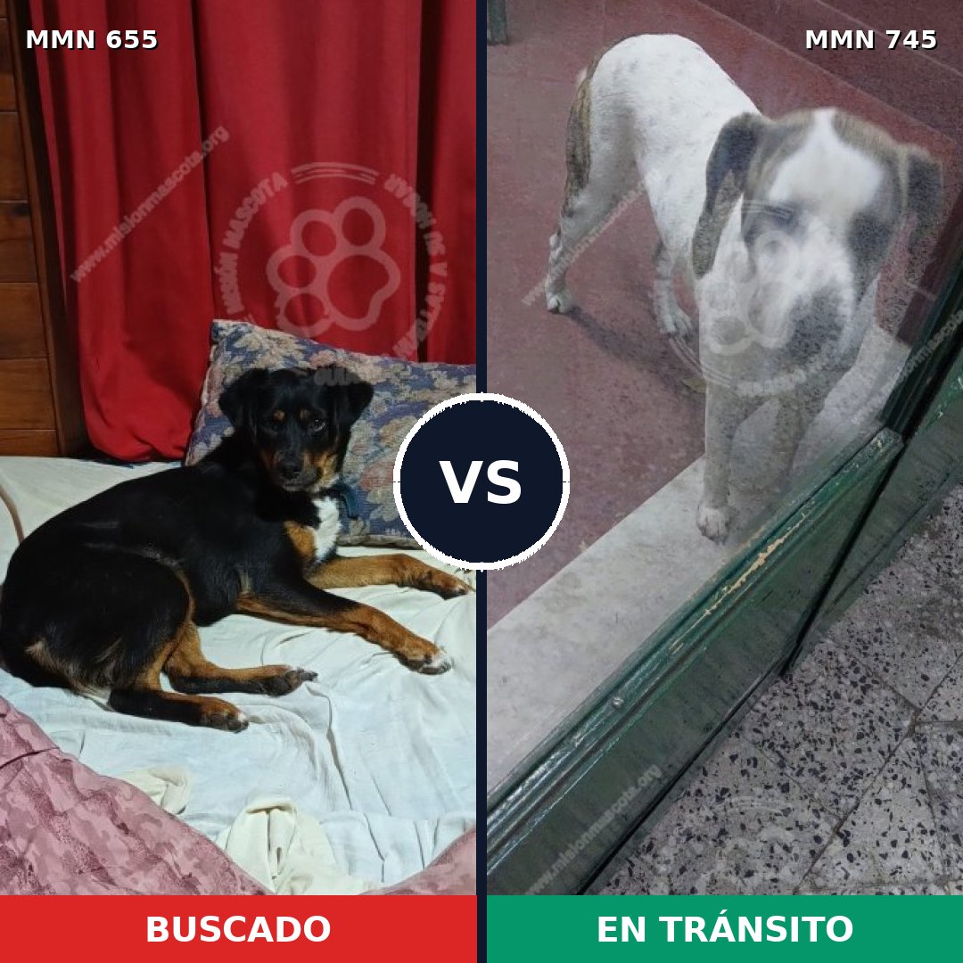 Comparativa MMS 11769: mascota perdida y mascota encontrada, 46% de similitud