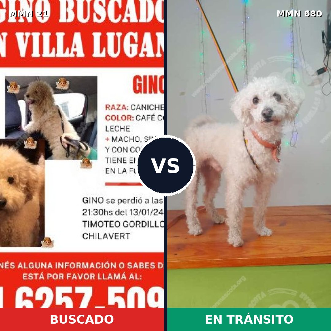 Comparativa MMS 1177: mascota perdida y mascota encontrada, 74% de similitud