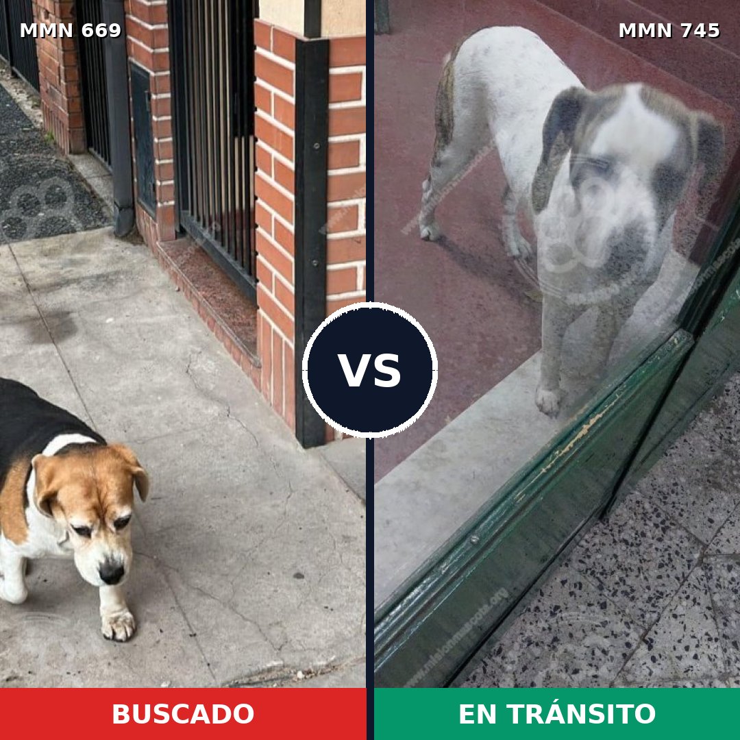 Comparativa MMS 11770: mascota perdida y mascota encontrada, 67% de similitud