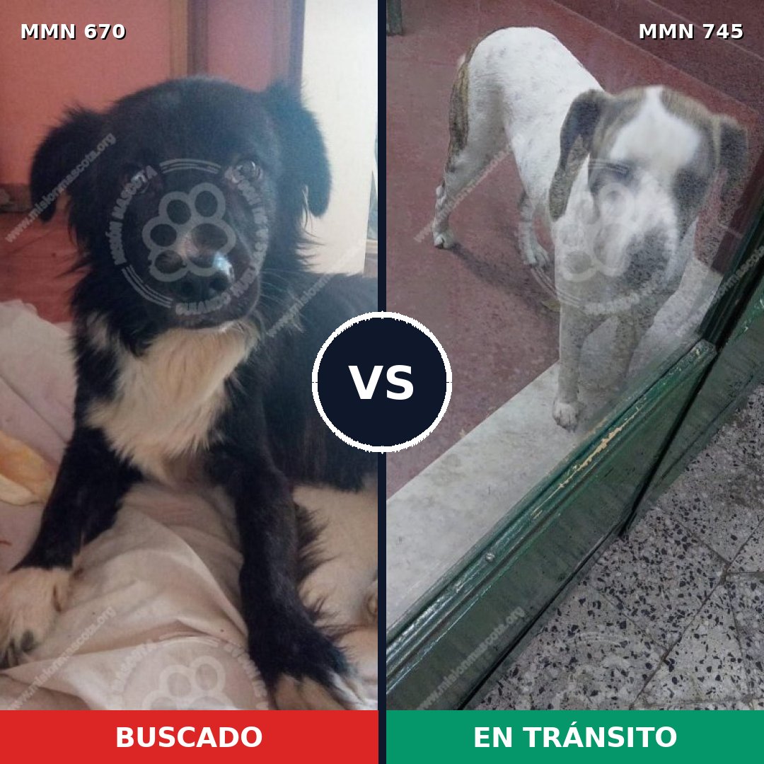 Comparativa MMS 11771: mascota perdida y mascota encontrada, 64% de similitud
