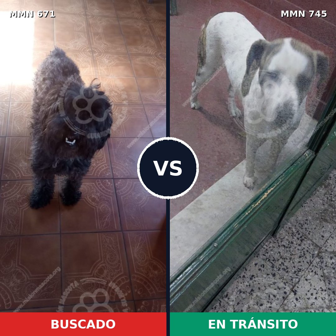 Comparativa MMS 11772: mascota perdida y mascota encontrada, 29% de similitud
