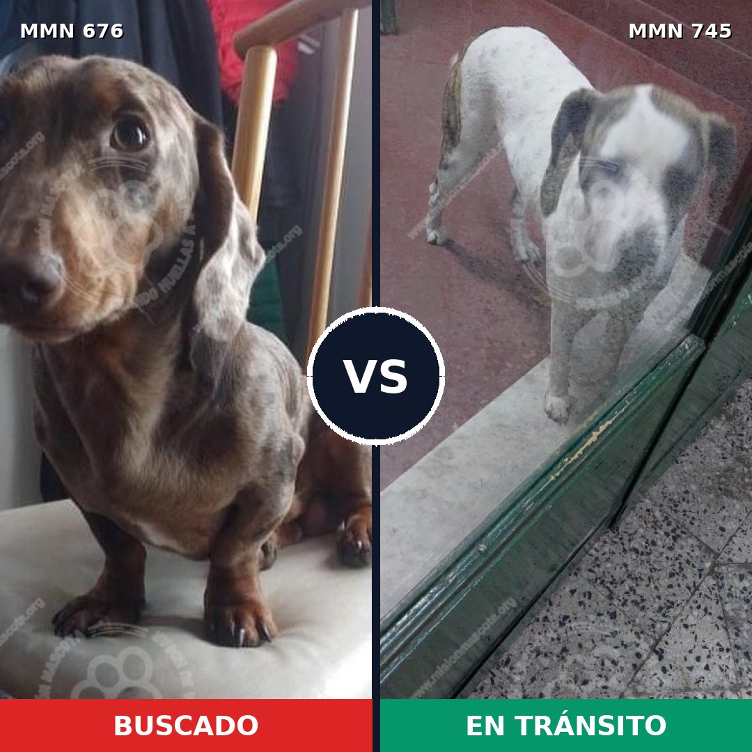 Comparativa MMS 11773: mascota perdida y mascota encontrada, 72% de similitud