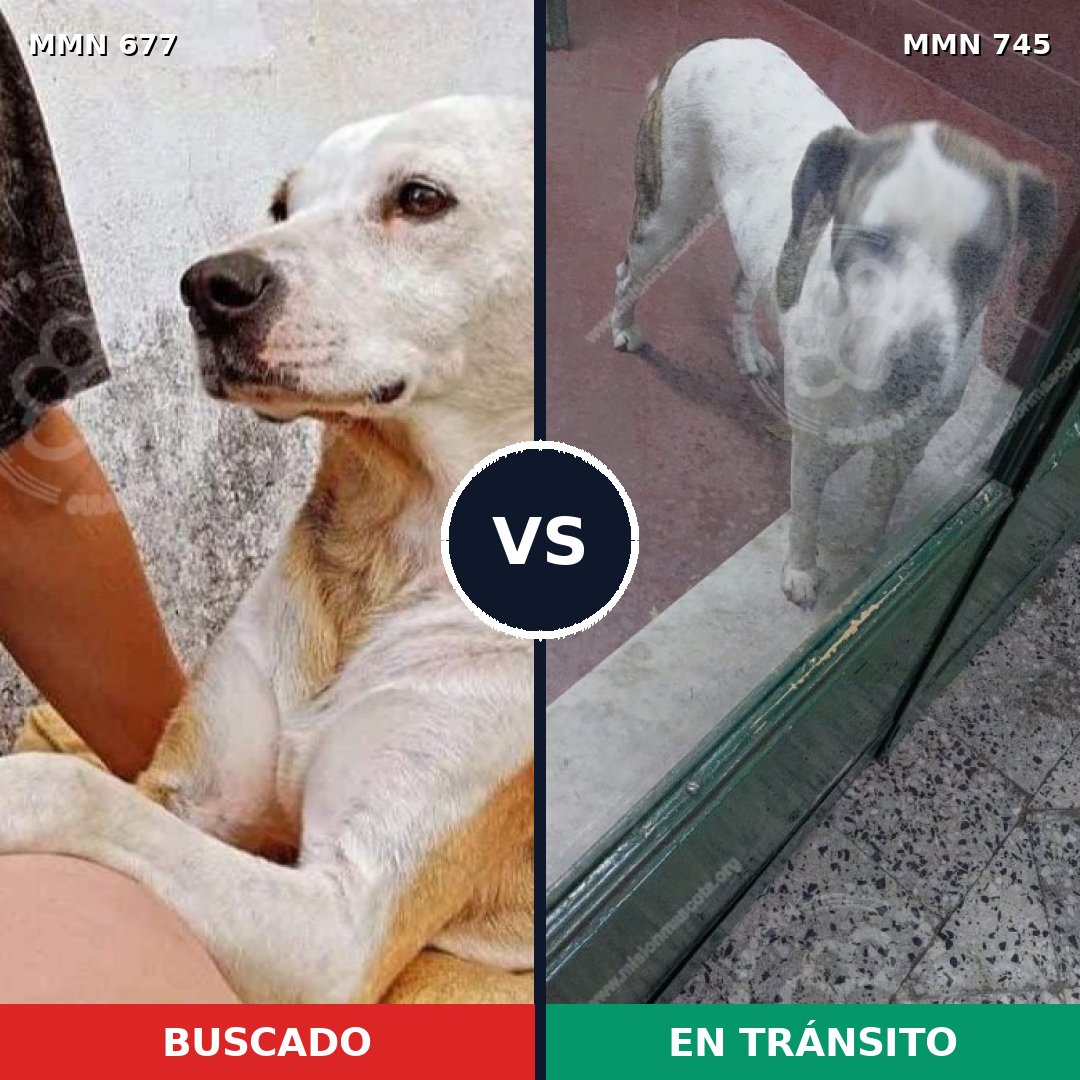 Comparativa MMS 11774: mascota perdida y mascota encontrada, 54% de similitud