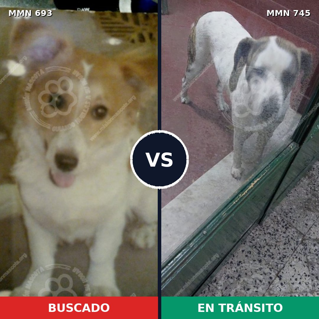 Comparativa MMS 11776: mascota perdida y mascota encontrada, 63% de similitud