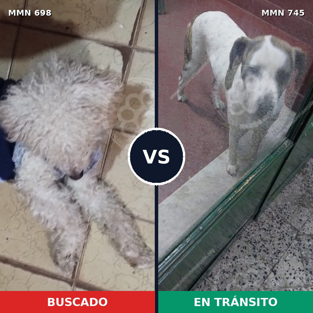 Comparativa MMS 11777: mascota perdida y mascota encontrada, 38% de similitud