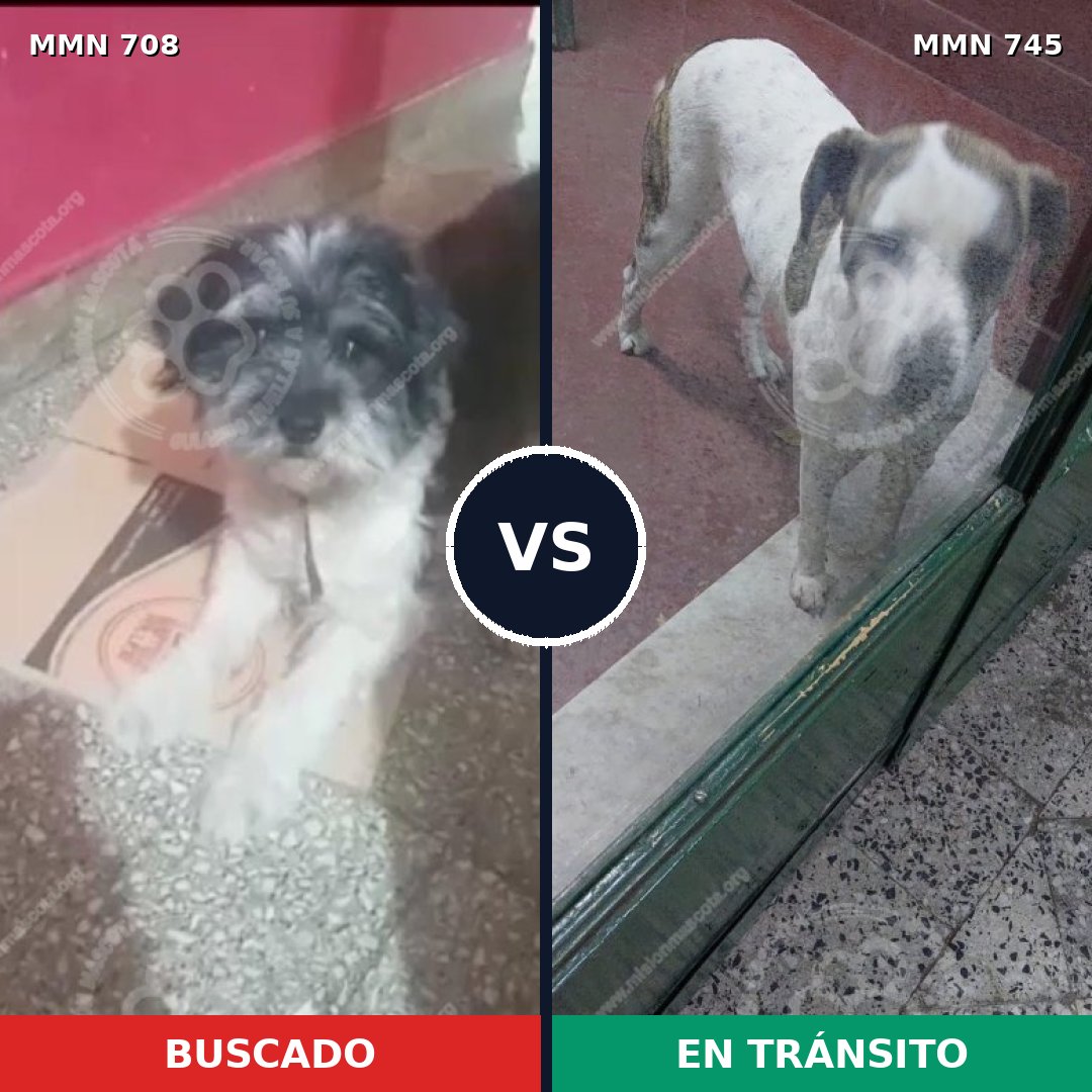 Comparativa MMS 11780: mascota perdida y mascota encontrada, 33% de similitud