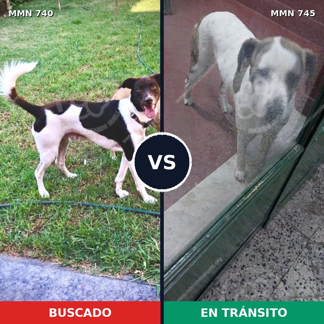 Comparativa MMS 11782: mascota perdida y mascota encontrada, 63% de similitud