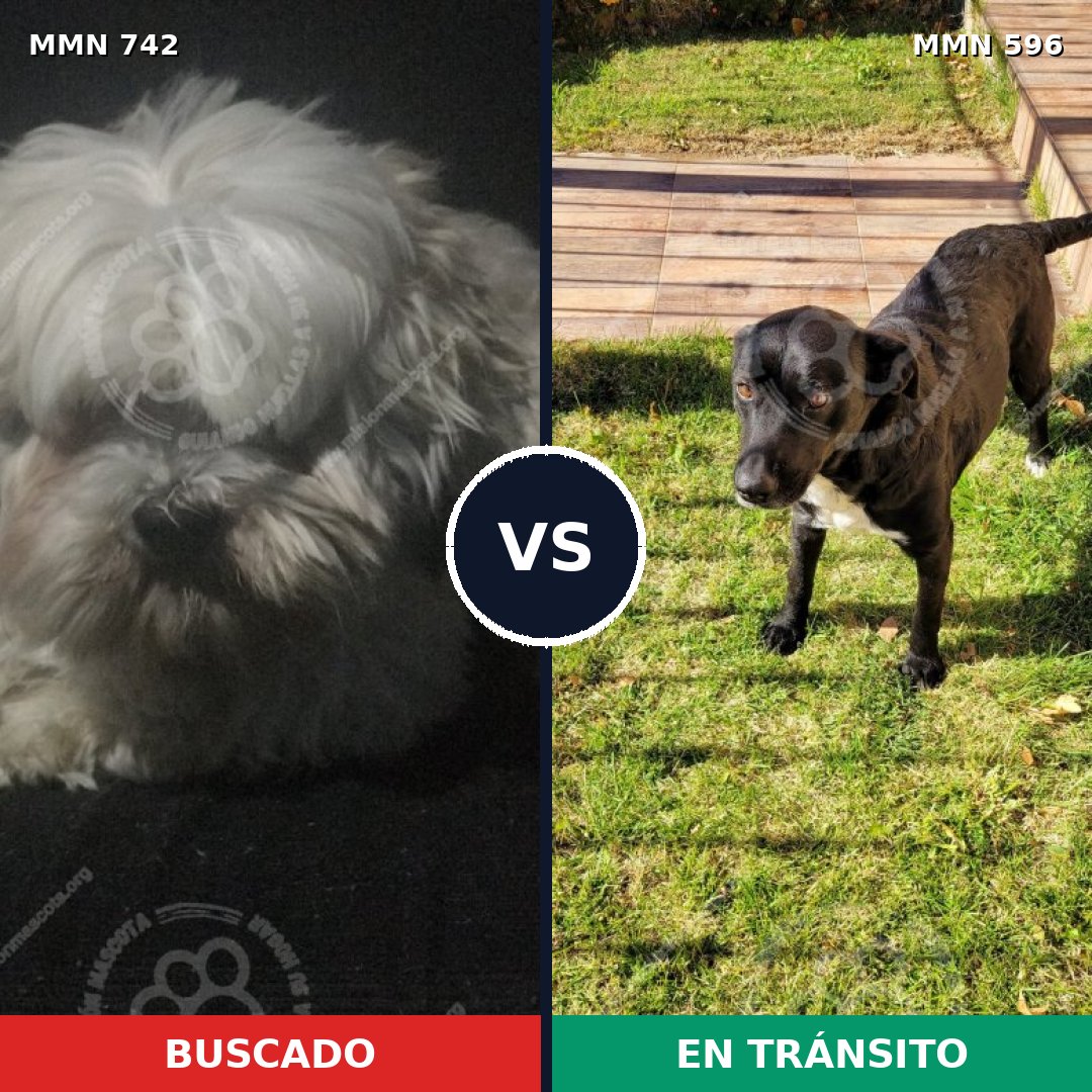 Comparativa MMS 11783: mascota perdida y mascota encontrada, 29% de similitud