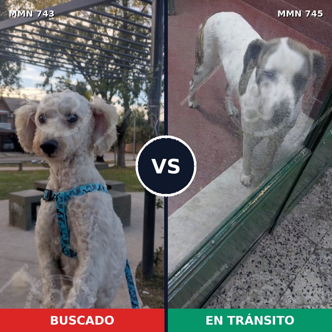 Comparativa MMS 11784: mascota perdida y mascota encontrada, 48% de similitud