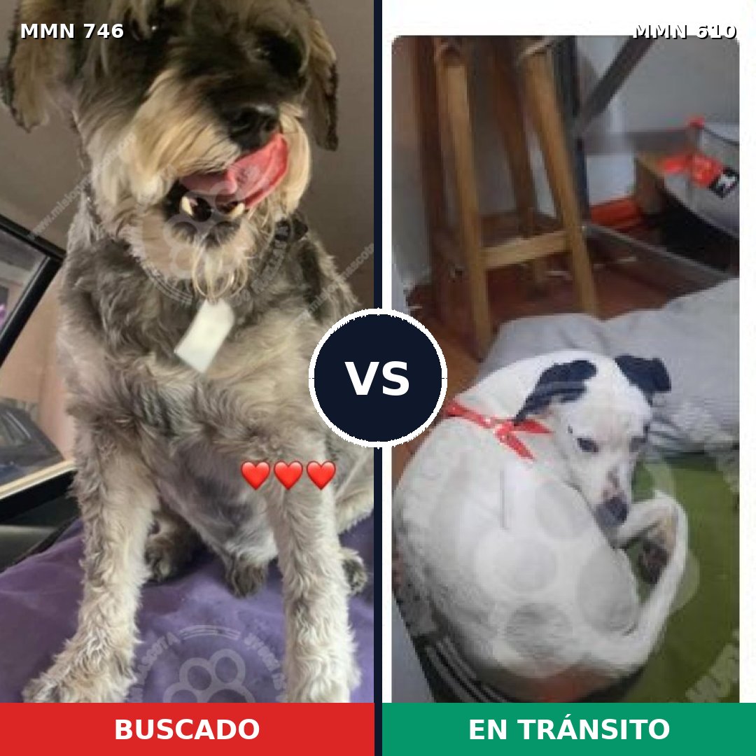 Comparativa MMS 11787: mascota perdida y mascota encontrada, 45% de similitud