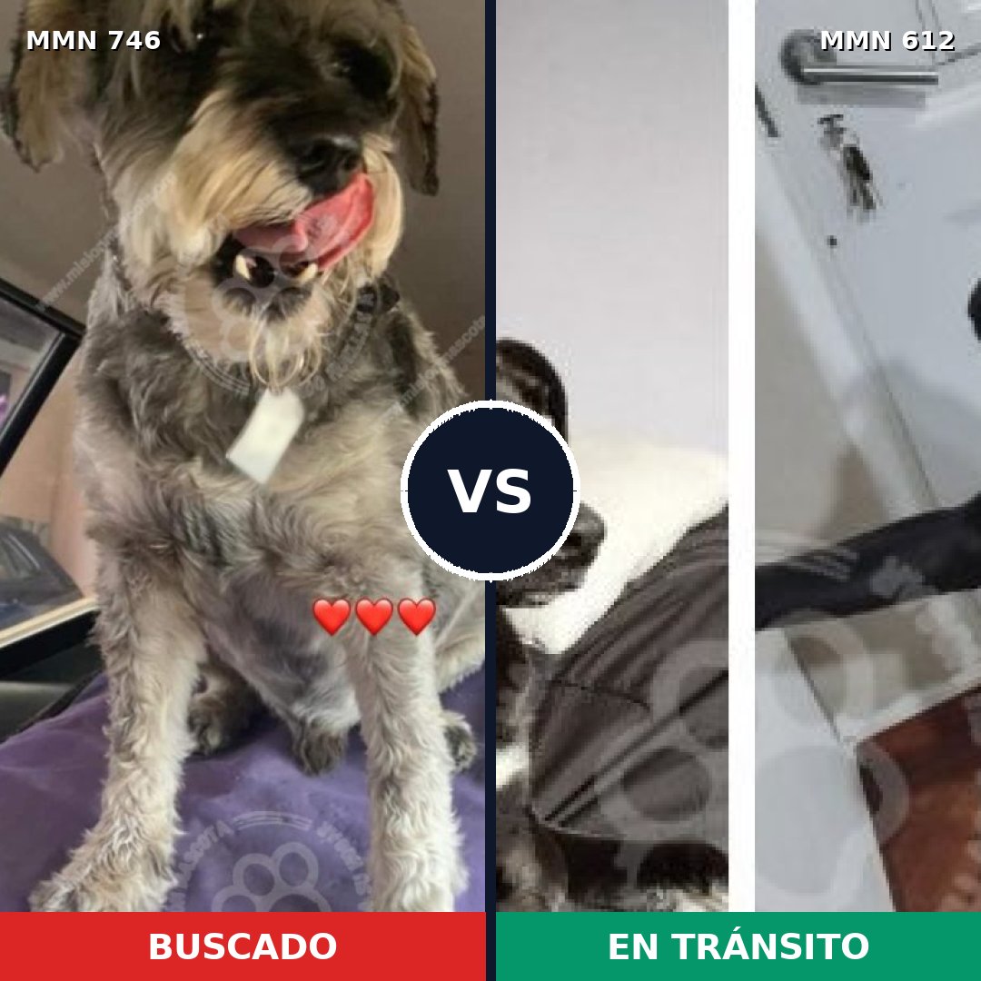 Comparativa MMS 11788: mascota perdida y mascota encontrada, 41% de similitud
