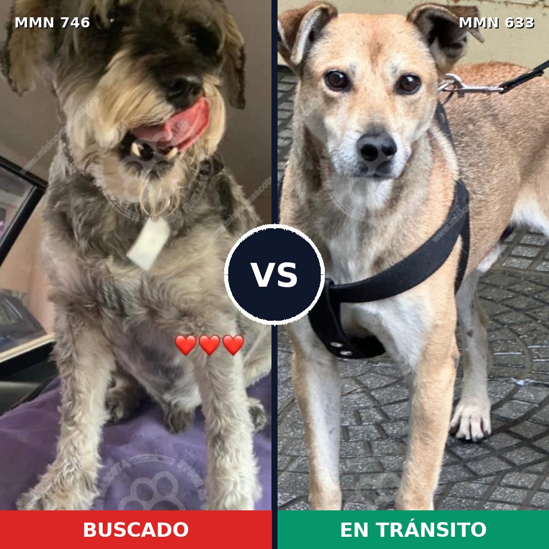 Comparativa MMS 11789: mascota perdida y mascota encontrada, 50% de similitud