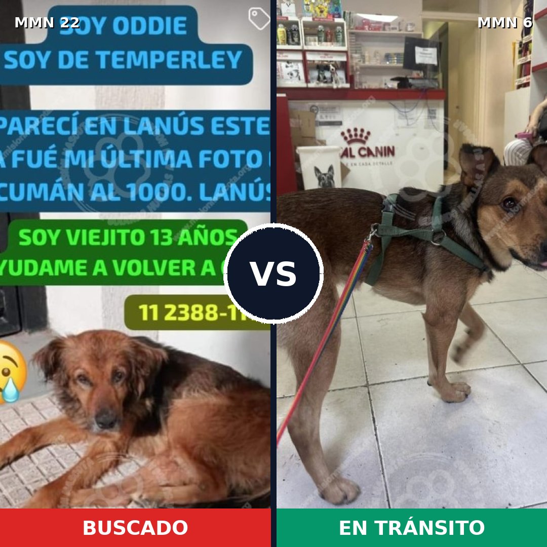 Comparativa MMS 1179: mascota perdida y mascota encontrada, 77% de similitud