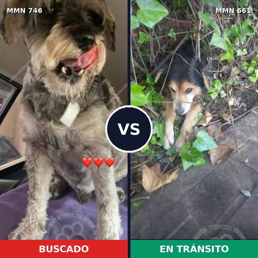 Comparativa MMS 11790: mascota perdida y mascota encontrada, 29% de similitud
