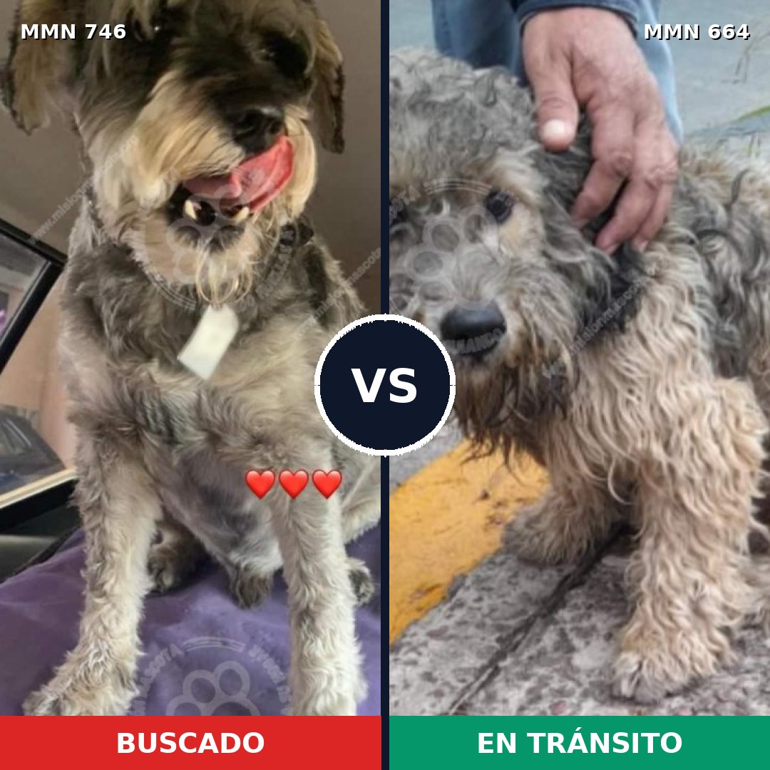 Comparativa MMS 11791: mascota perdida y mascota encontrada, 62% de similitud