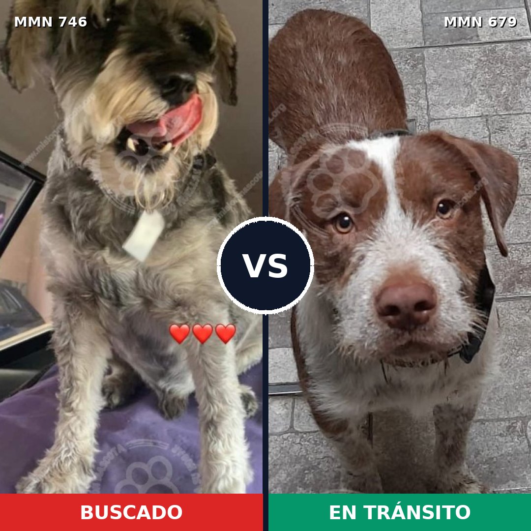 Comparativa MMS 11793: mascota perdida y mascota encontrada, 5% de similitud