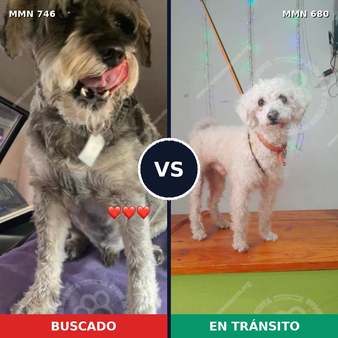 Comparativa MMS 11794: mascota perdida y mascota encontrada, 10% de similitud