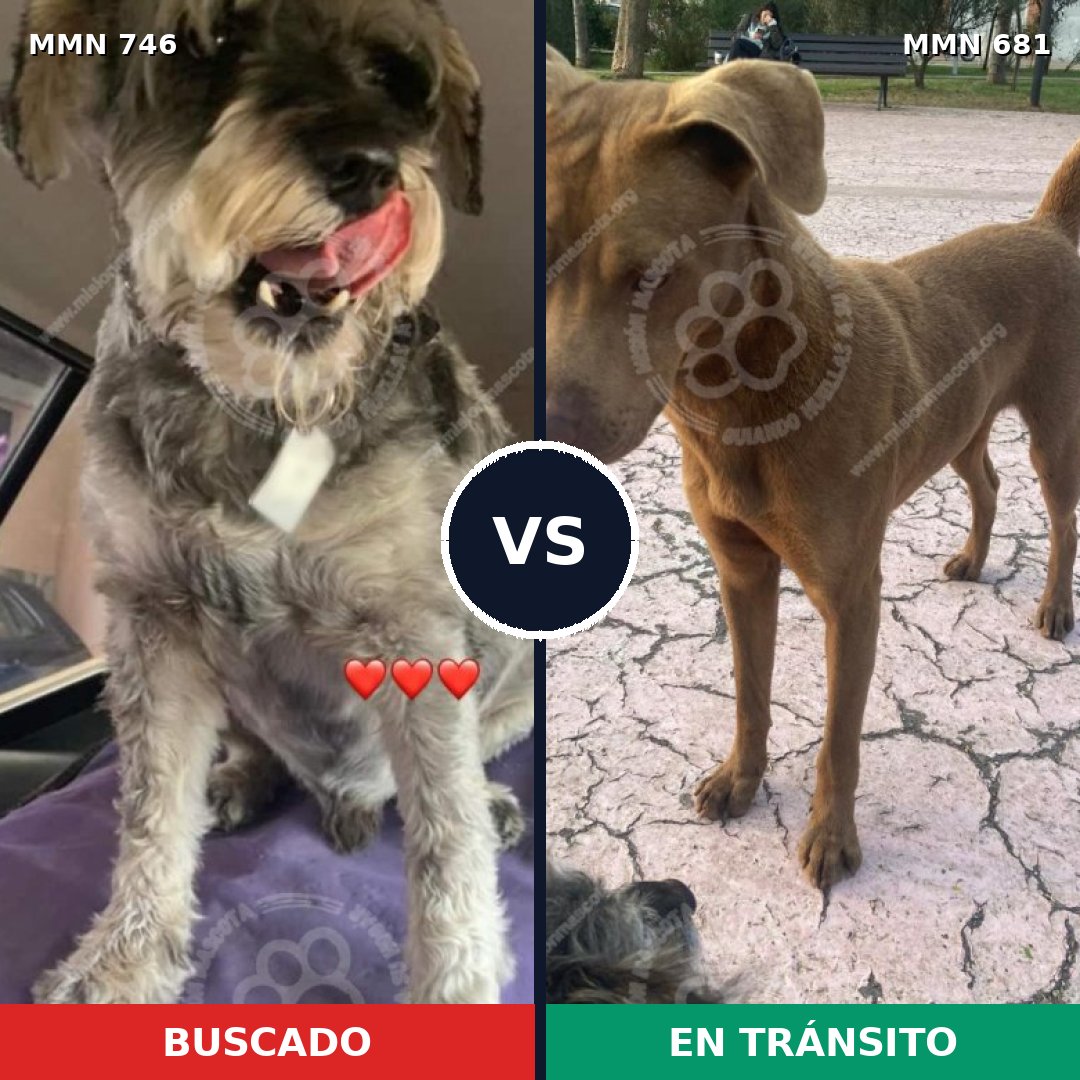 Comparativa MMS 11795: mascota perdida y mascota encontrada, 6% de similitud