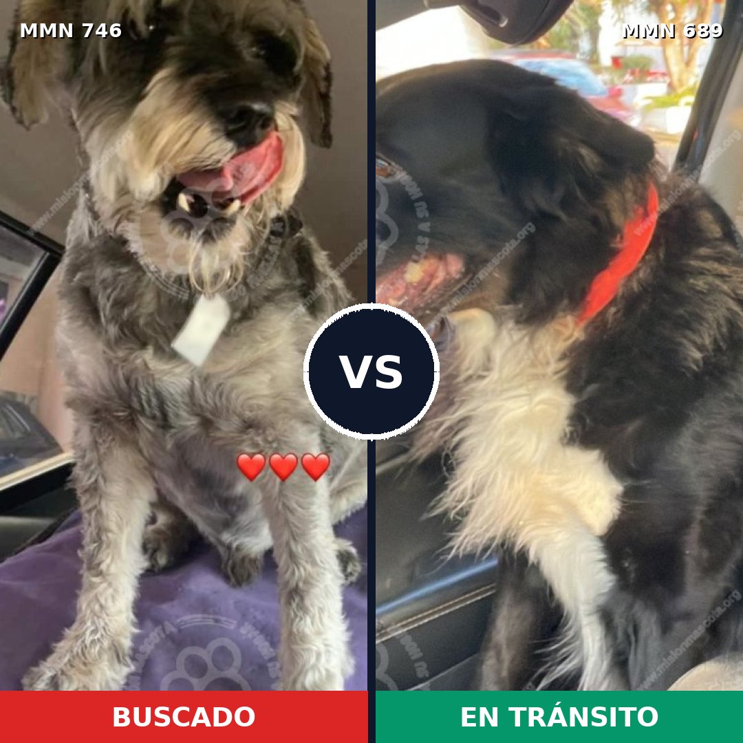 Comparativa MMS 11796: mascota perdida y mascota encontrada, 49% de similitud