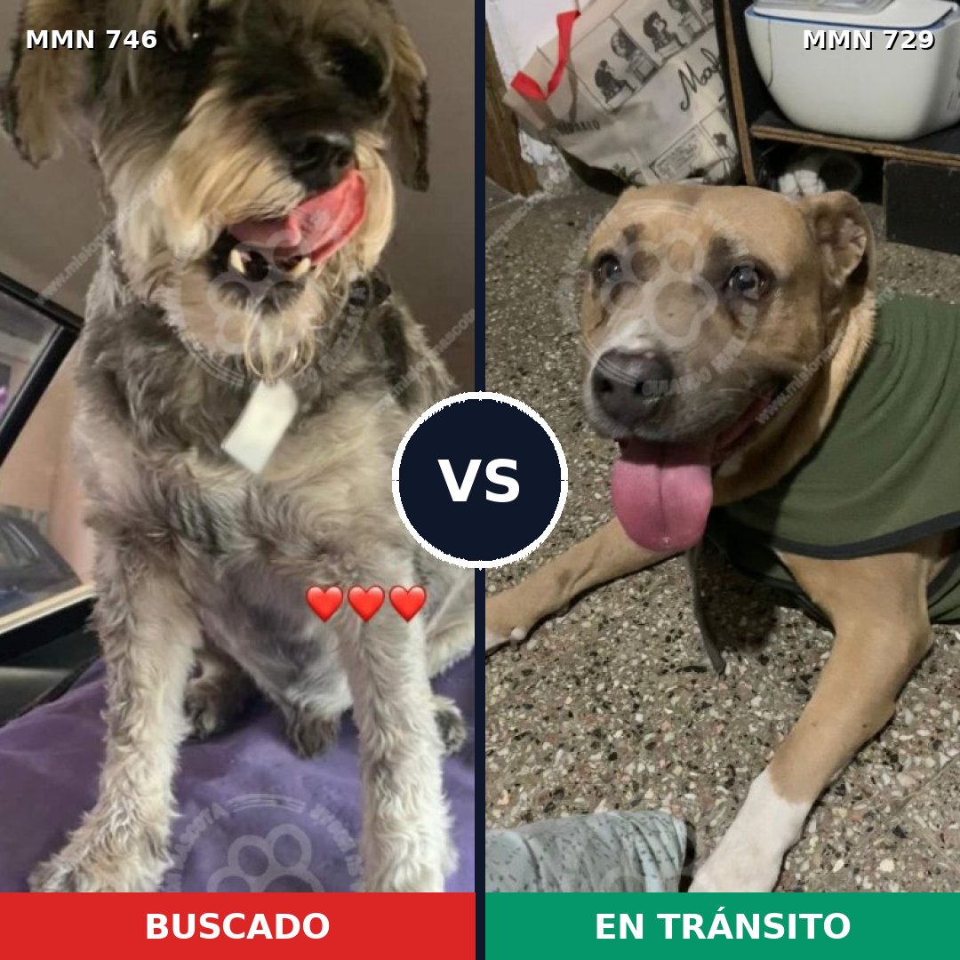 Comparativa MMS 11798: mascota perdida y mascota encontrada, 7% de similitud