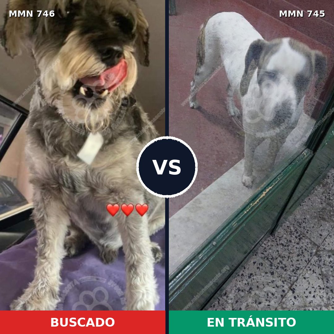 Comparativa MMS 11799: mascota perdida y mascota encontrada, 42% de similitud
