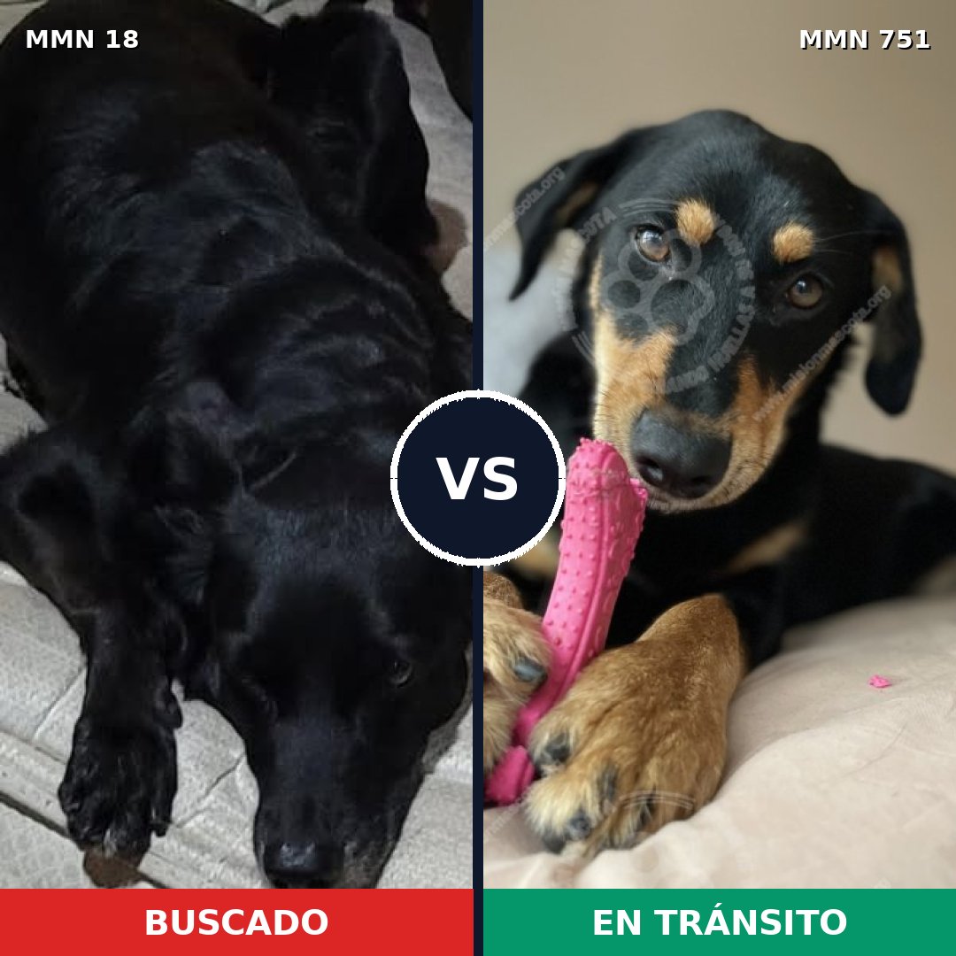 Comparativa MMS 11800: mascota perdida y mascota encontrada, 39% de similitud