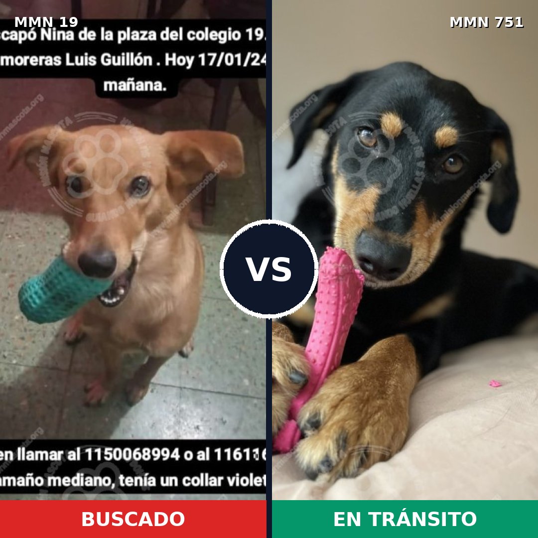 Comparativa MMS 11801: mascota perdida y mascota encontrada, 50% de similitud
